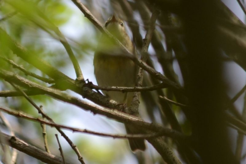 sono tutti lu� piccoli?